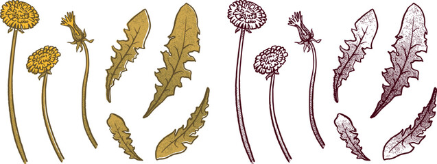 Clip art yellow Dandelion medicinal. Flowers and leaves isolated on a white background. Vector image. For printing, pharmaceuticals, and postcards