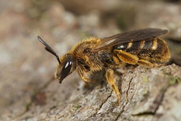 Closeup on a female of the Common furrow bee, Lasioglossum calceatum sitting on a wood