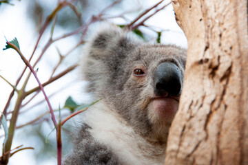 Wild Koala - Kangaroo Island