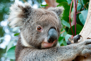 Wild Koala - Kangaroo Island