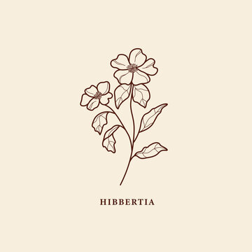 Line art hibbertia flower illustration