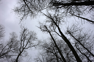 Silhouette of tree canopy - Yvelines - France