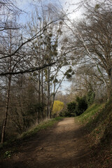 Chemin Racine - Between Chevreuse, Saint Lambert and Millon La Chapelle - Yvelines - Ile-de-France - France