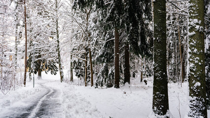 Fototapeta premium snowy scene 1