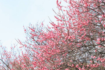 梅の花と風景