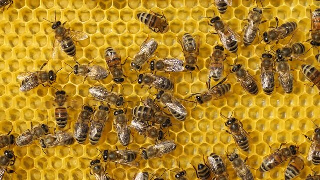 The eggs laid by the queen bee in the honeycomb, the bees are poured with milk.