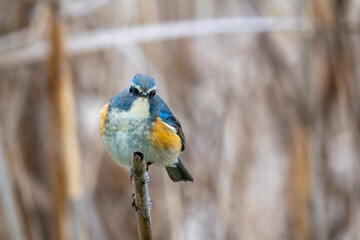 Close up of a red-flanked bluetail with a brown background