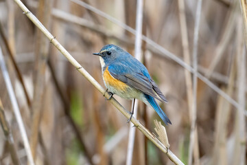 Close up of a red-flanked bluetail with a brown background