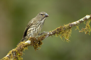 Streaked saltator (Saltator striatipectus) is a species of saltator in the family Thraupidae. It is found in Colombia, Costa Rica, Ecuador, Guadeloupe, Panama, Peru, and Venezuela. 