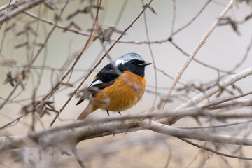 Close up of a daurian redstart in a colorful tree