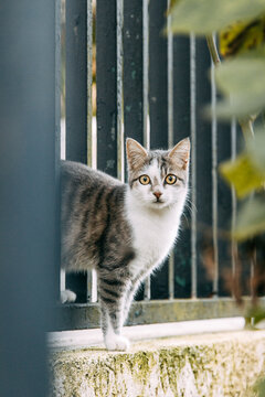 An abandoned stray cat watches from behind bars. Helping homeless kittens.