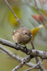 Close up of a daurian redstart in a colorful tree