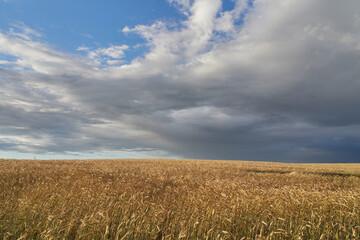 Landscape with wheat field and beautiful sky with clouds.