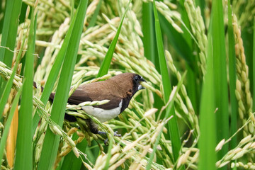 birds eat rice in the fields