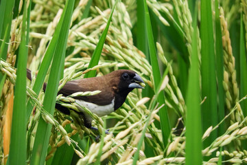 birds eat rice in the fields