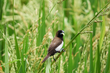 birds eat rice in the fields