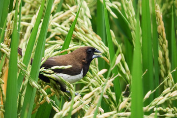 birds eat rice in the fields