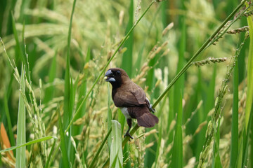 birds eat rice in the fields