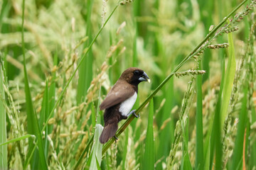 birds eat rice in the fields