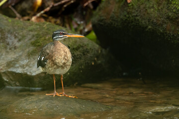 Sunbittern (Eurypyga helias) is a bittern-like bird of tropical regions of the Americas, and the sole member of the family Eurypygidae 