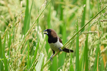 birds eat rice in the fields