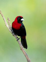 Crimson-collared tanager (Ramphocelus sanguinolentus) is a rather small Middle American songbird.