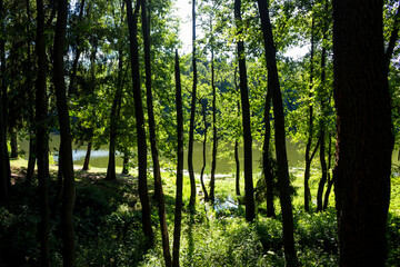 Fototapeta na wymiar View from a dark forest to a sun-drenched body of water