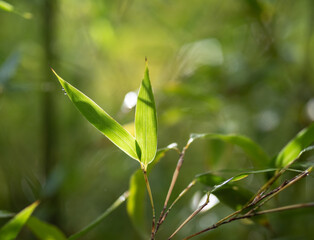 Bamboo leaves in the sunlight