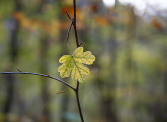 Autumn leaf in the forest