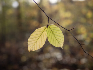 Autumn leaf in the forest.