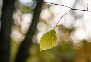 Autumn leaf in the forest