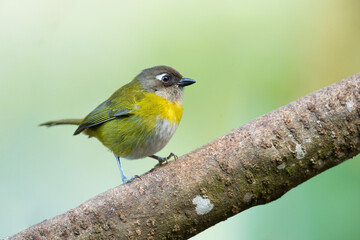 Common bush tanager (Chlorospingus flavopectus), also referred to as common chlorospingus, is a small passerine bird.