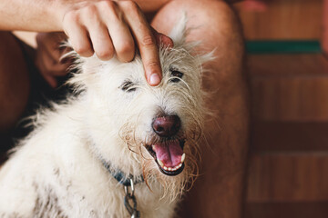 A happy smiling terrier pet dog getting scratches from owner