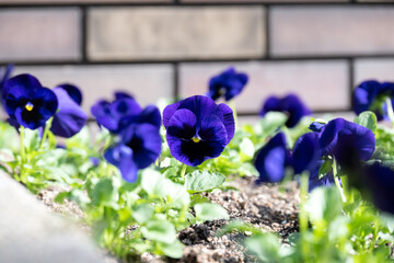 都市の花壇の様子