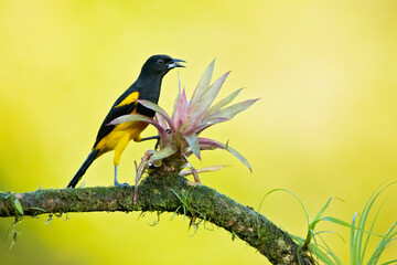 Black-cowled oriole (Icterus prosthemelas) is a species of bird in the family Icteridae. It is common and widespread in the Caribbean lowlands