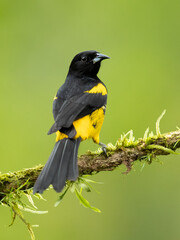 Black-cowled oriole (Icterus prosthemelas) is a species of bird in the family Icteridae. It is common and widespread in the Caribbean lowlands