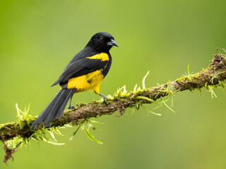 Black-cowled oriole (Icterus prosthemelas) is a species of bird in the family Icteridae. It is common and widespread in the Caribbean lowlands