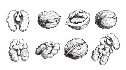 Hand drawn sketch style walnut set. Organic healthy food. Best for package and food design. Nuts vector illustrations isolated on white background.