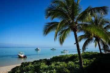 palm on the beach