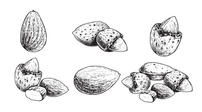 Hand drawn sketch style almond set. Fresh and fried organic healthy food. Best for package designs. Nuts vector illustrations isolated on white background.