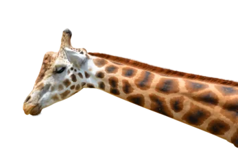 Gardinen Rothschild's giraffe (Giraffa camelopardalis rothschildi)  isolated on transparent background, PNG. © vencav