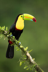 Keel-billed toucan (Ramphastos sulfuratus), also known as sulfur-breasted toucan or rainbow-billed toucan, is a colorful Latin American member of the toucan family. 