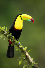 Keel-billed toucan (Ramphastos sulfuratus), also known as sulfur-breasted toucan or rainbow-billed toucan, is a colorful Latin American member of the toucan family. 