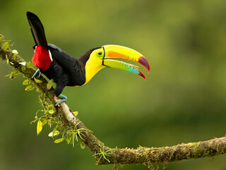Le toucan à quille (Ramphastos sulfuratus), également connu sous le nom de toucan à poitrine de soufre ou toucan à bec arc-en-ciel, est un membre coloré d& 39 Amérique latine de la famille des toucans.