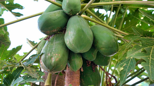 Nature fresh yellow papaya on tree with fruits.