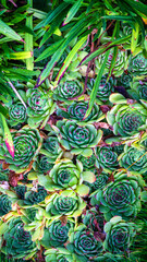 Gorgeous green and red succulent plant. Hardy plant growing outdoors. Hot climate, tropical plant....