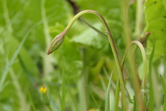 The flower bud, just before opening The Murnong or Yam Daisy and Australian native bush food. Microseris scapigera