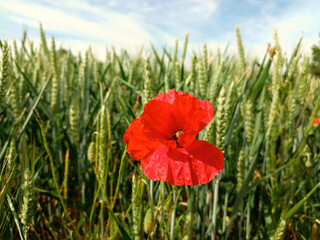Rote Mohnblume in Getreidefeld im Sommer bei Schengen in Luxemburg am Rande des Premium-Wanderwegs Traumschleife "Schengen grenzenlos".