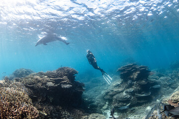 snorkeling scuba diving in the great barrier reef on a sunny day with clear water ocean