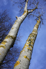  Lichen on tree bark in winter - Bois saint Martin - Versailles - Yvelines - Ile-de-France - France
